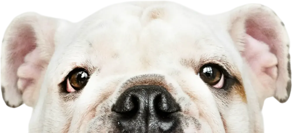 Dog peeking over the edge